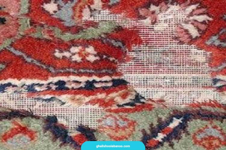 بید فرس چیست؟